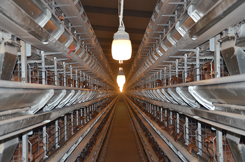 硒旺農牧烏克蘭全自動進口設備